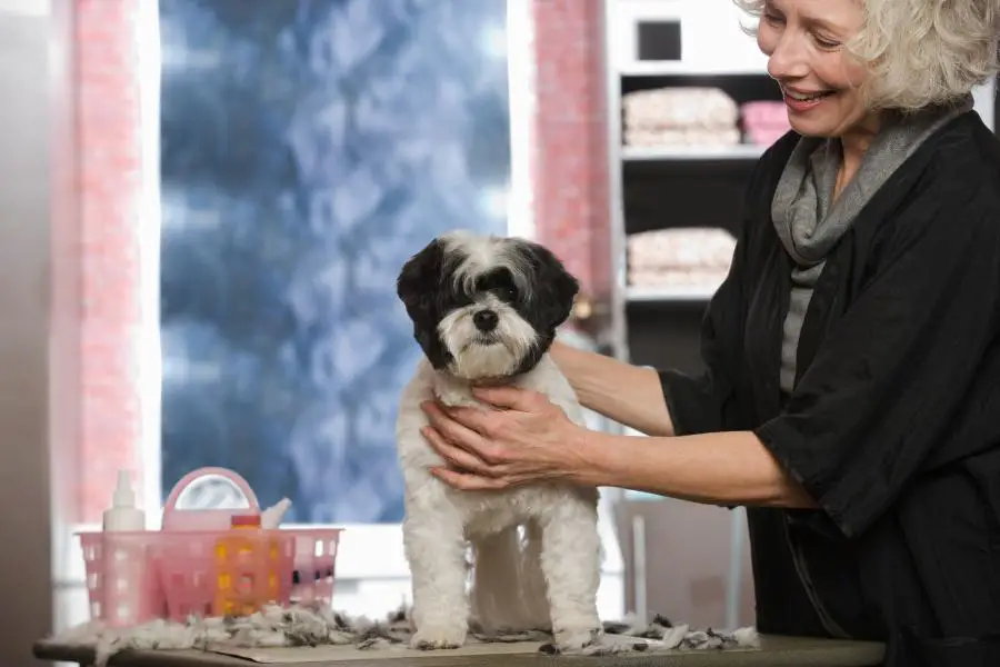 What Does It Cost To Groom Your Dog? We Checked For You