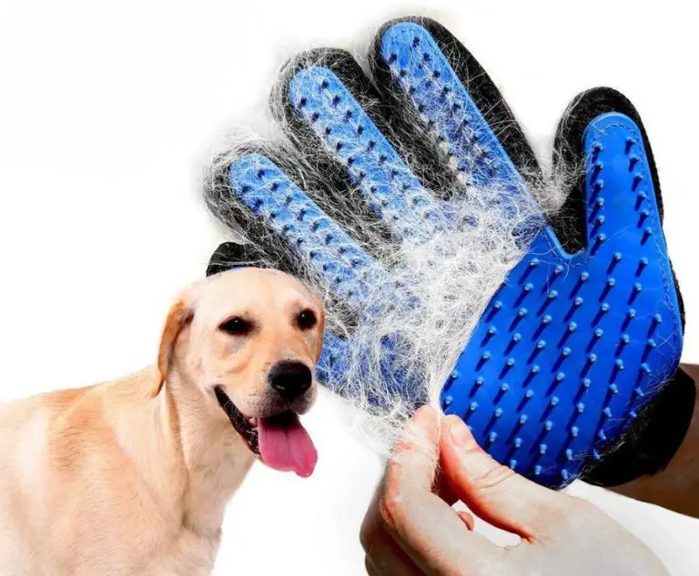 What to Consider When Choosing Dog Grooming Gloves