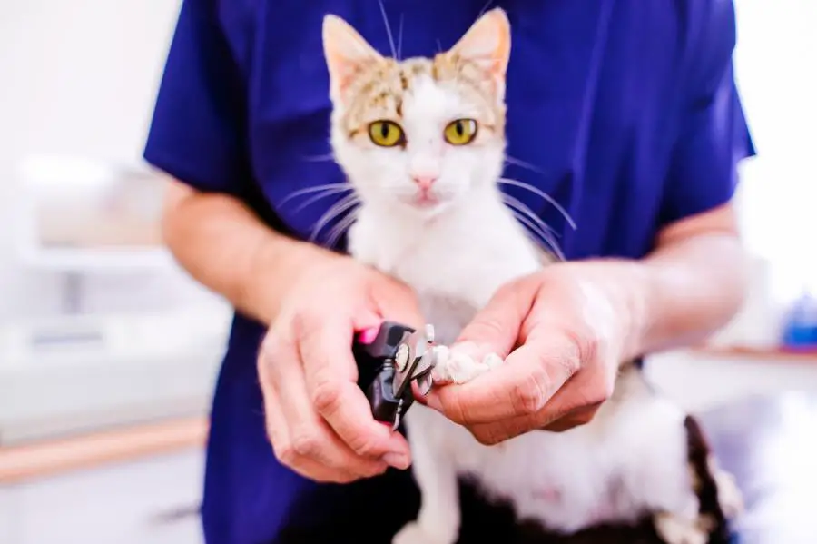 Veterinarian cutting toenails to cute little kitten in veterinary clinic