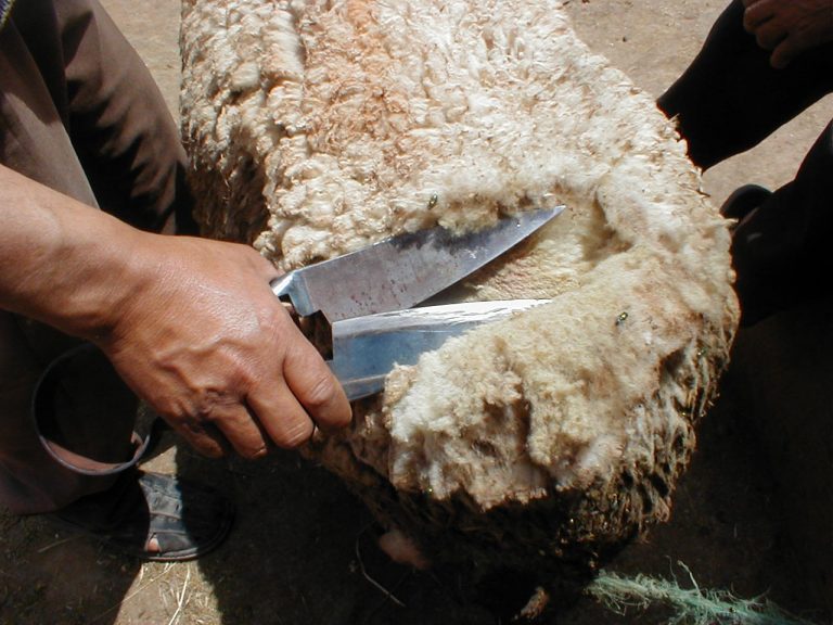 How To Shear A Sheep With Hand Shears (with video)