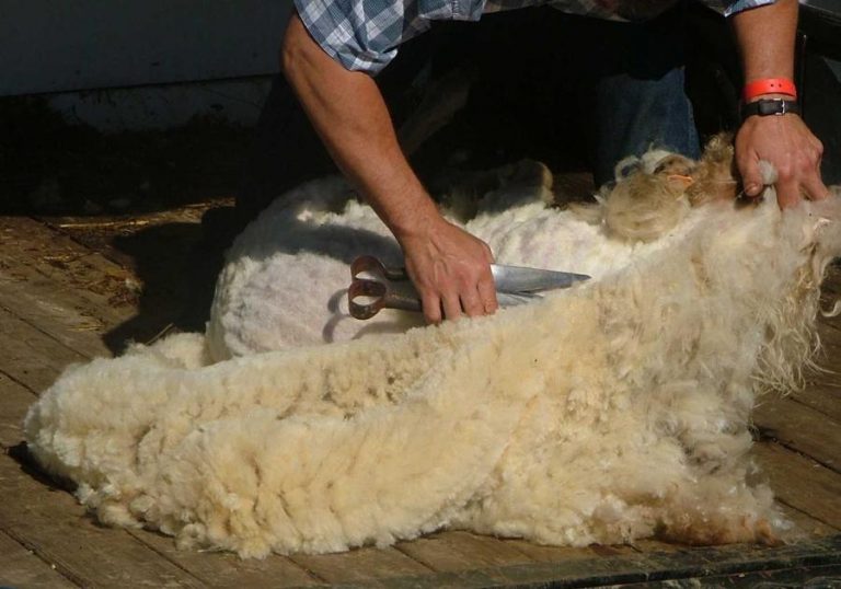 The Complete Beginner’s Guide to Shearing a Sheep (with video)