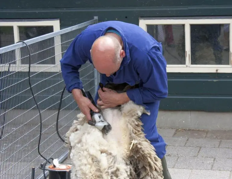 The Complete Guide to Shearing a Sheep