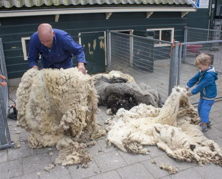 The Complete Guide to Shearing a Sheep Shaving