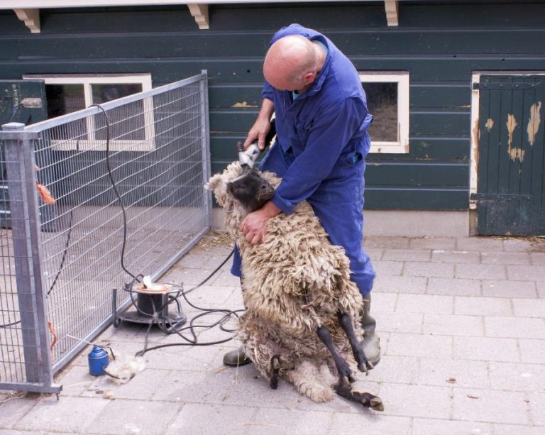 What does it Cost to Shear a sheep? We checked it for you…