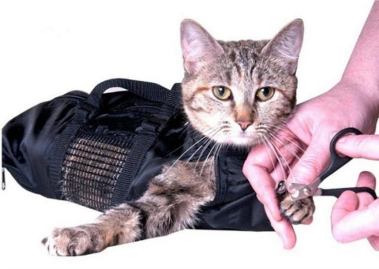 What to Consider When Choosing a Cat Grooming Bag