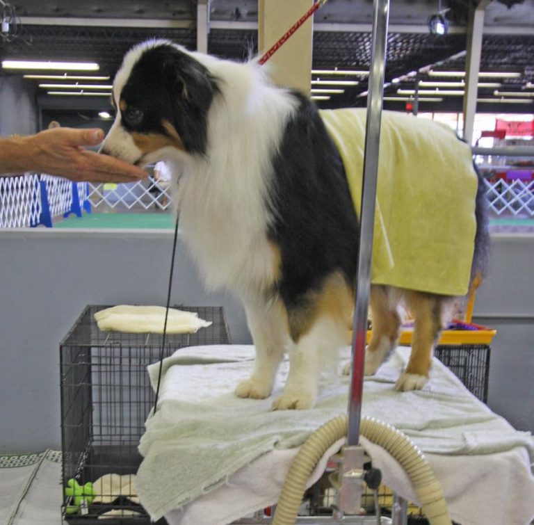 What to Consider When Choosing a Dog Grooming Table